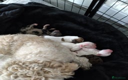 Poochon dogs for sale: Poochons  - Image 36