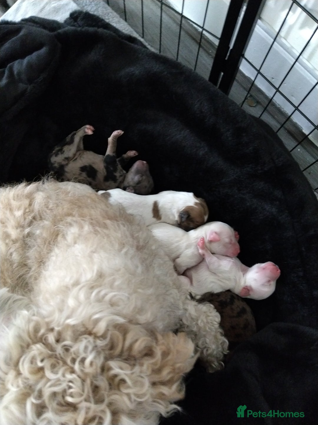 Poochon dogs for sale: Poochons  - Image 36