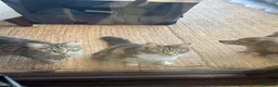 Mixed Breed cats for sale: Two mixed litters for sale - Advert 12