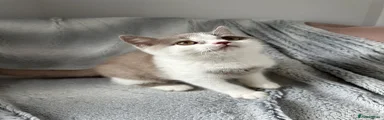 British Shorthair 1