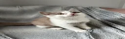 British Shorthair cats for sale: Pedigree BSH & BLH kittens  - Advert 3
