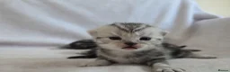 British Shorthair cats for sale: Original BSH Silver Tabby kittens  - Advert 18