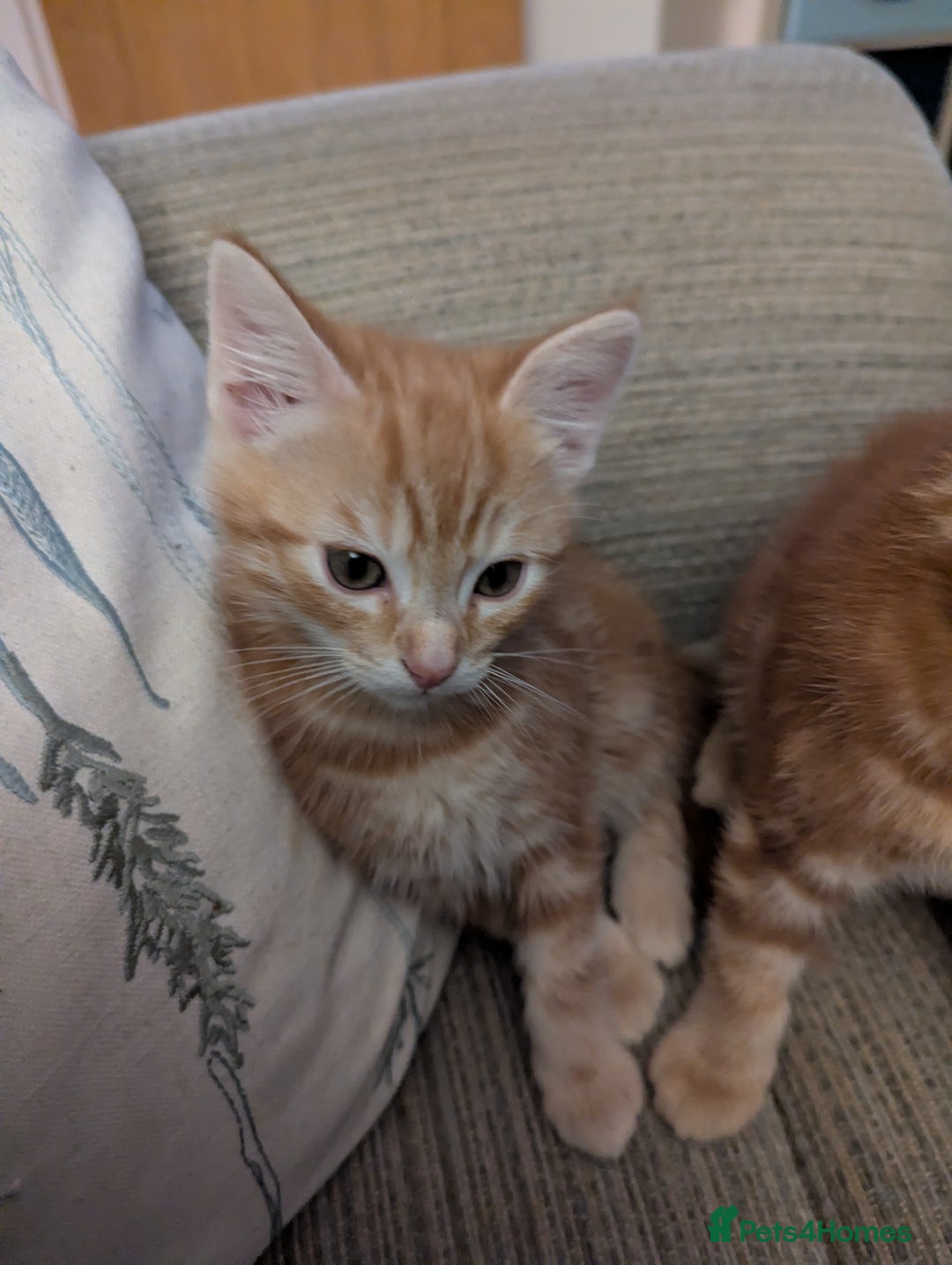 Mixed Breed cats for sale: Gorgeous ginger boys - Advert 2