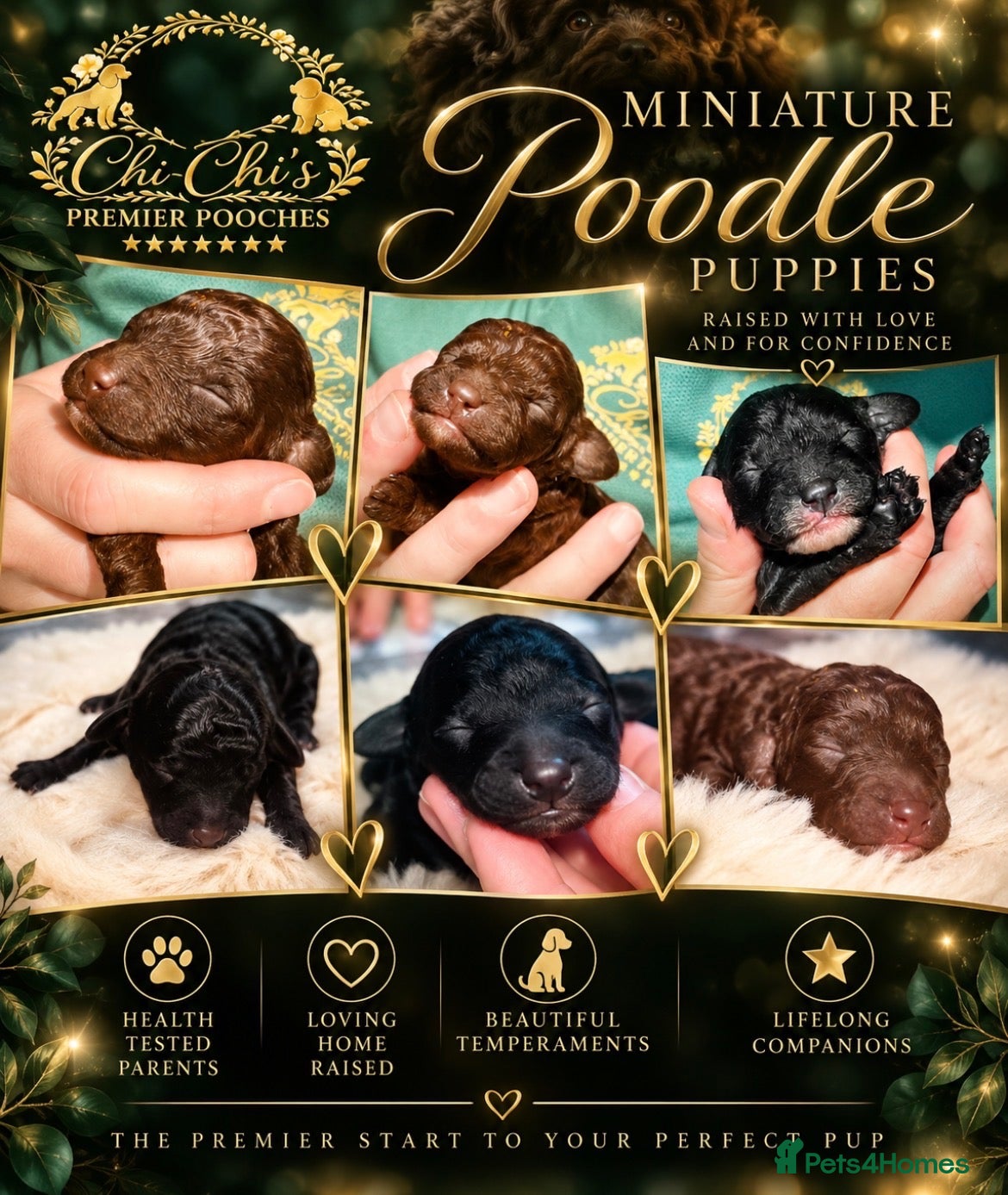 Miniature Poodle dogs 5 star Miniature poodle puppies  - Advert 1