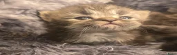Persian cats for sale: Stunning pure Persian babies - Advert 14