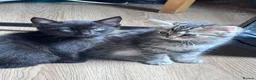 Ragdoll cats for sale: Ragdoll X Bengal kittens  - Advert 11