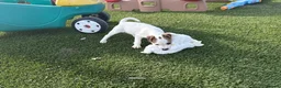 Parson Russell dogs for sale: Parson Russell Terrier - Advert 6