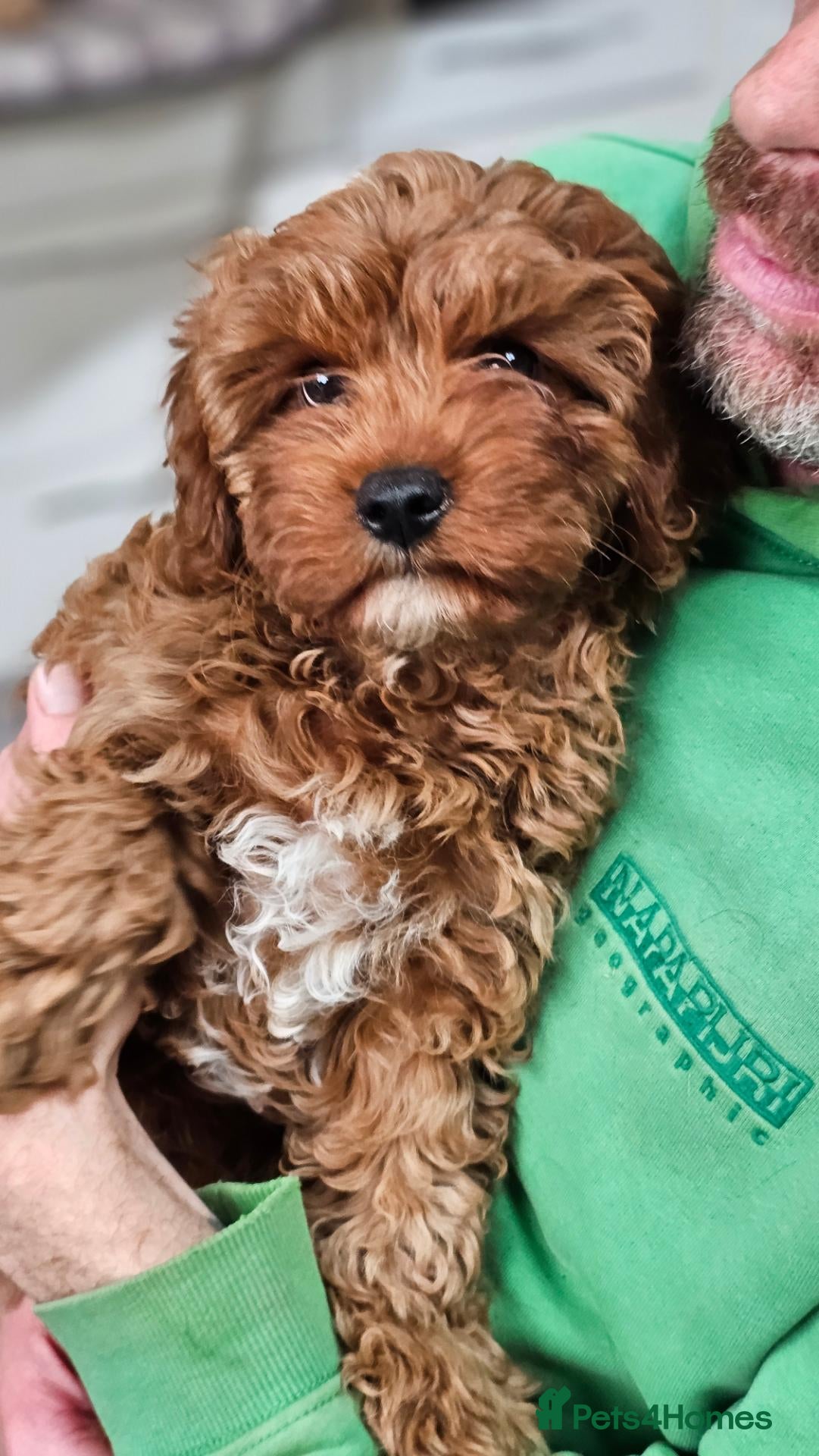 Cavapoo dogs Beautiful Litter of F1 Red Cavapoos Health Tested - Advert 2