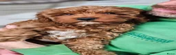 Cavapoo dogs for sale: Beautiful Litter of F1 Red Cavapoos Health Tested - Advert 2