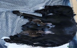 Cocker Spaniel dogs for stud: Cocker spaniel stud *PROVEN* - Image 7