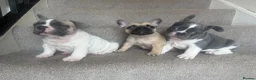 French Bulldog dogs for sale: Frenchie puppies  in Kirkcaldy - Advert 9