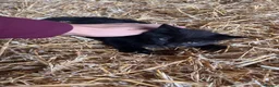 Mixed Breed cats for sale: Fun Black Female Kitten - Advert 3