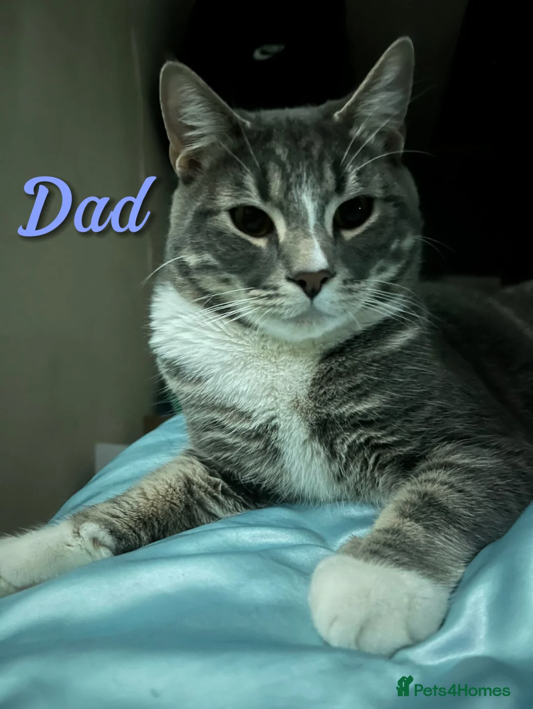 Mixed Breed cats for sale: Beautiful Kittens For Sale in London - Advert 7