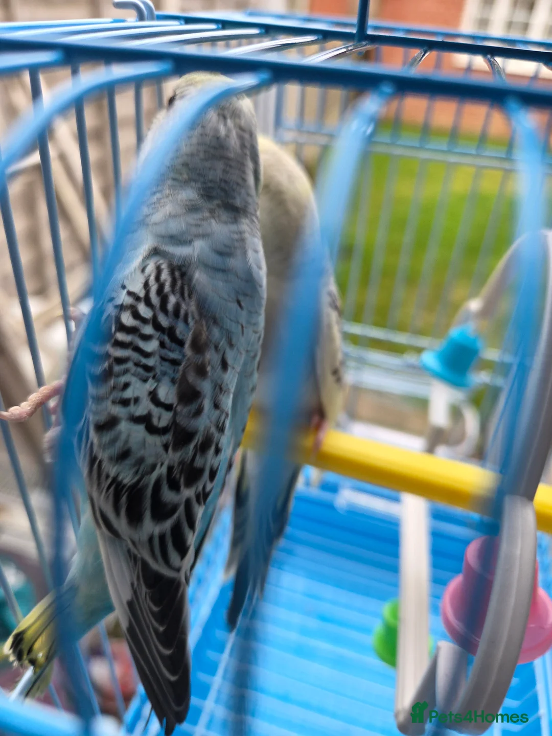 Budgerigars birds for sale:  budgies for sale - Advert 22