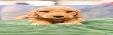 Mini Goldendoodle Puppy Brown