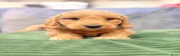 Mini Goldendoodle dogs for sale: Mini Goldendoodles from Therapy dog mom - Advert 19