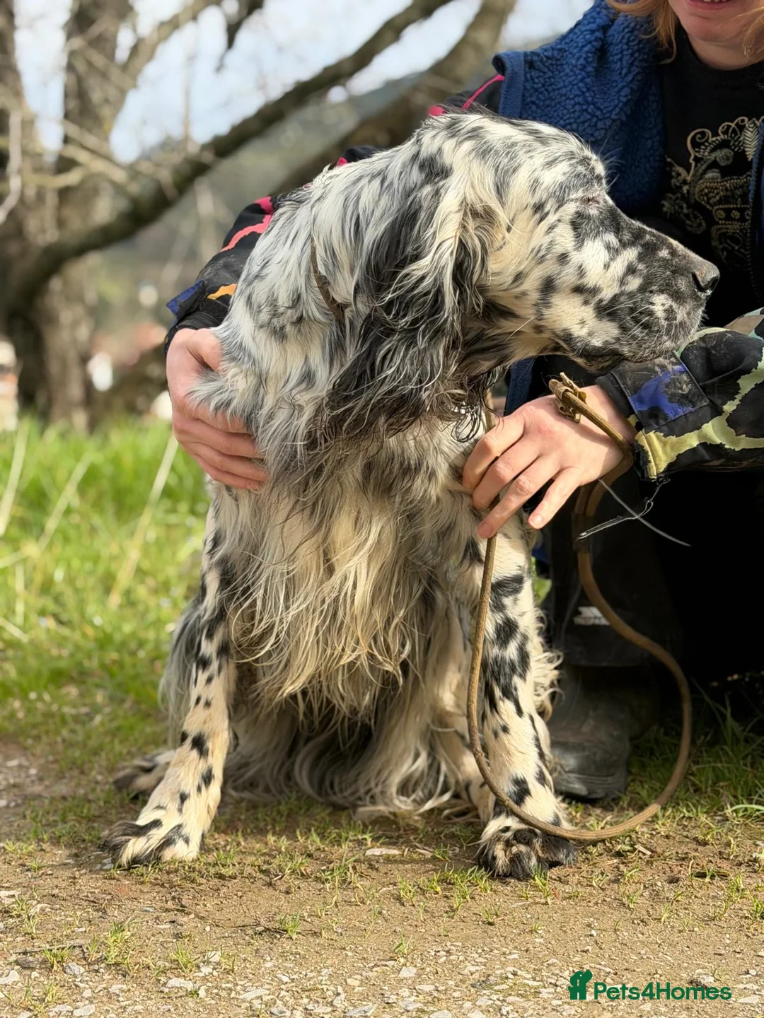 English Setter dogs for adoption: Bruno - Advert 10