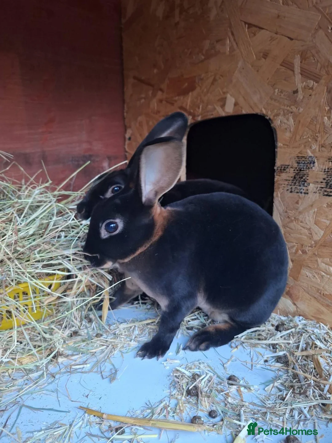Rex rabbits for sale: Mini Rex in Ibstock - Advert 4