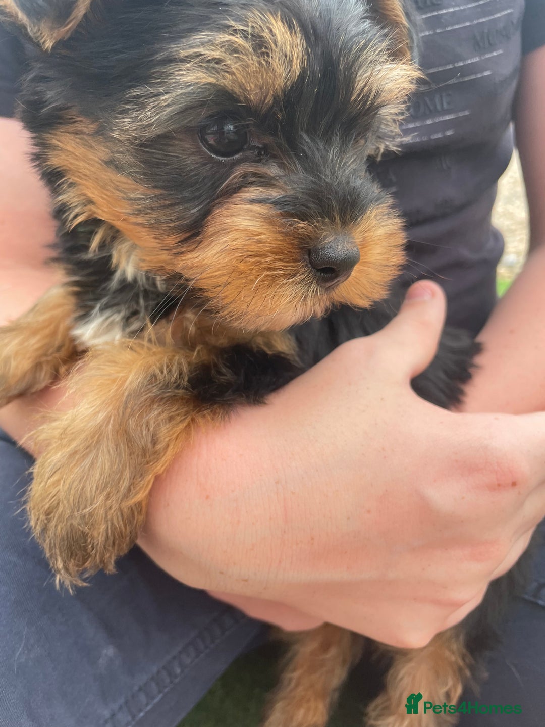 Yorkshire Terrier dogs for sale: 💖one beautiful tiny girl left 💖 - Image 4