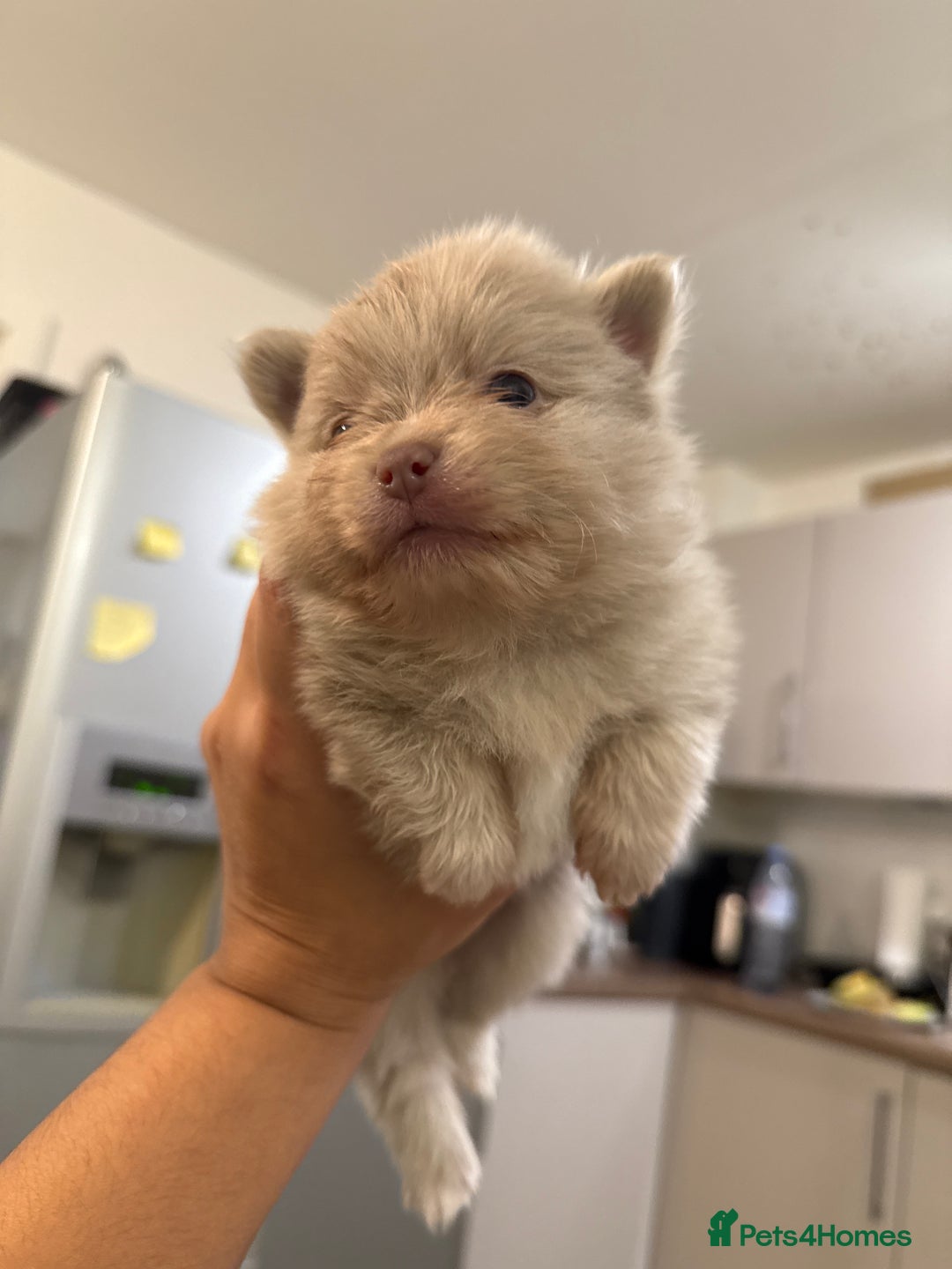 Pomeranian dogs for sale: 🧸 Dream Teddy Bear( Price reduced) - Advert 4