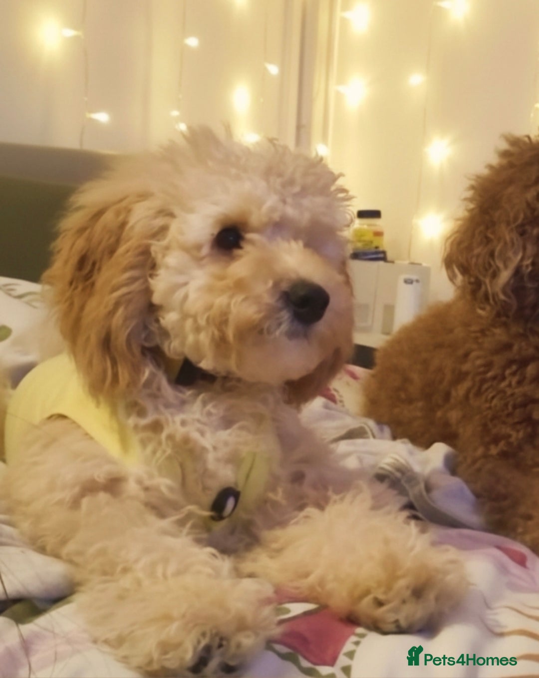 Toy Poodle dogs for sale: Toy poodle boy  - Image 2