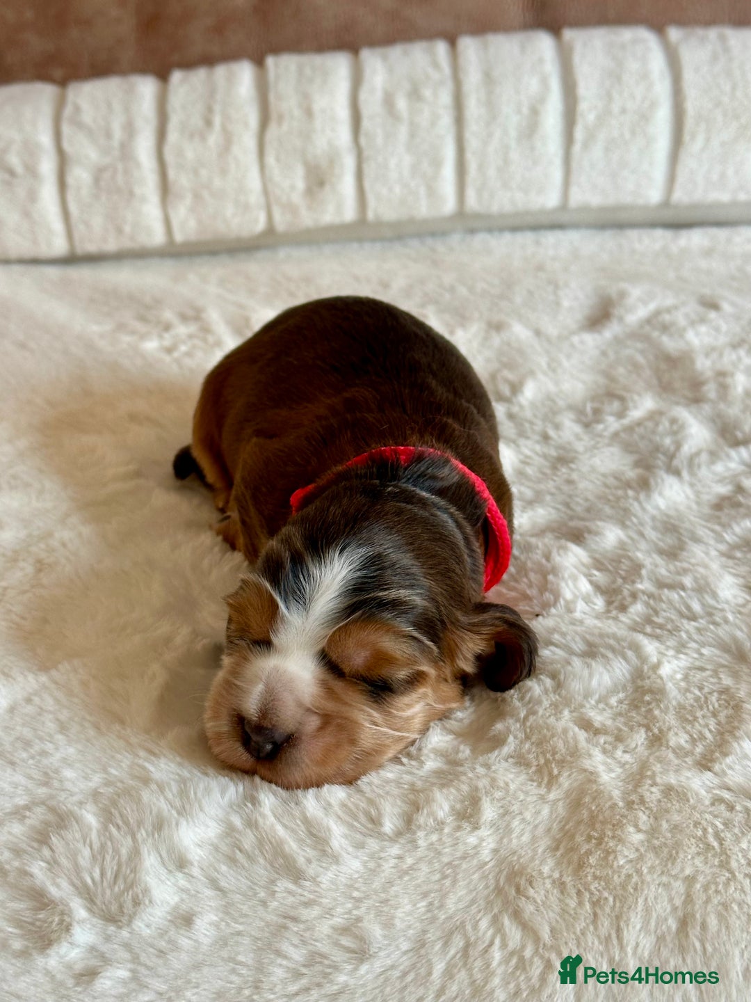 Cocker Spaniel dogs for sale: Extensively Health Tested KC Reg Puppies  - Advert 14