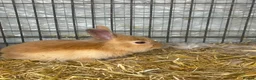 Lionhead rabbits for sale: 8 adorable Lion head baby rabbits - Advert 2