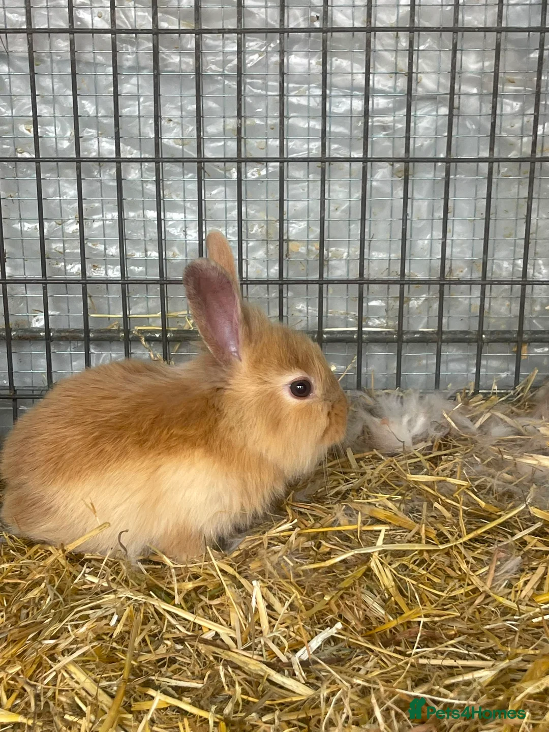Lionhead rabbits for sale: 8 adorable Lion head baby rabbits - Advert 2