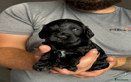 Cockapoo dogs for sale: OUTSTANDING FB1 COCKAPOOS - Image 19