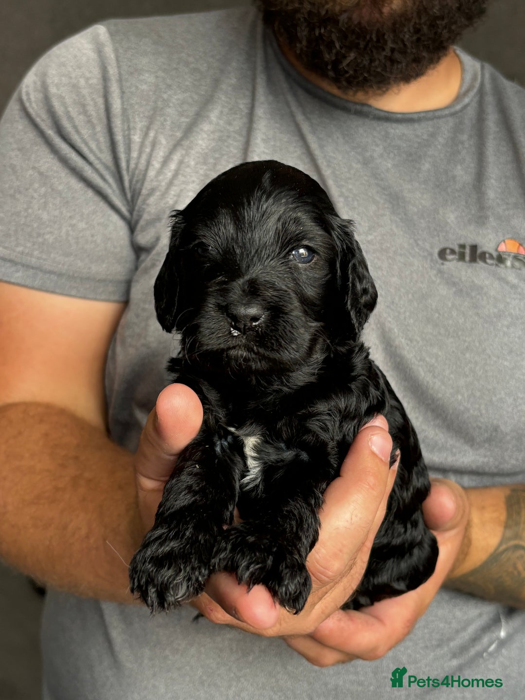 Cockapoo dogs for sale: OUTSTANDING FB1 COCKAPOOS - Image 19
