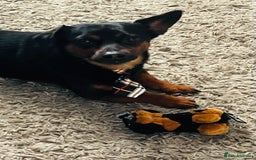 Chiweenie dogs for sale: Chiweenie - Image 4