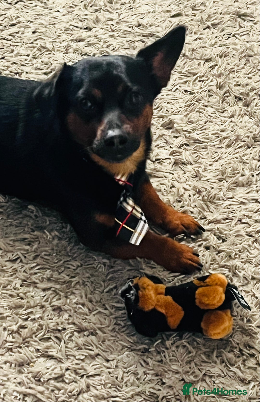 Chiweenie dogs for sale: Chiweenie - Image 4