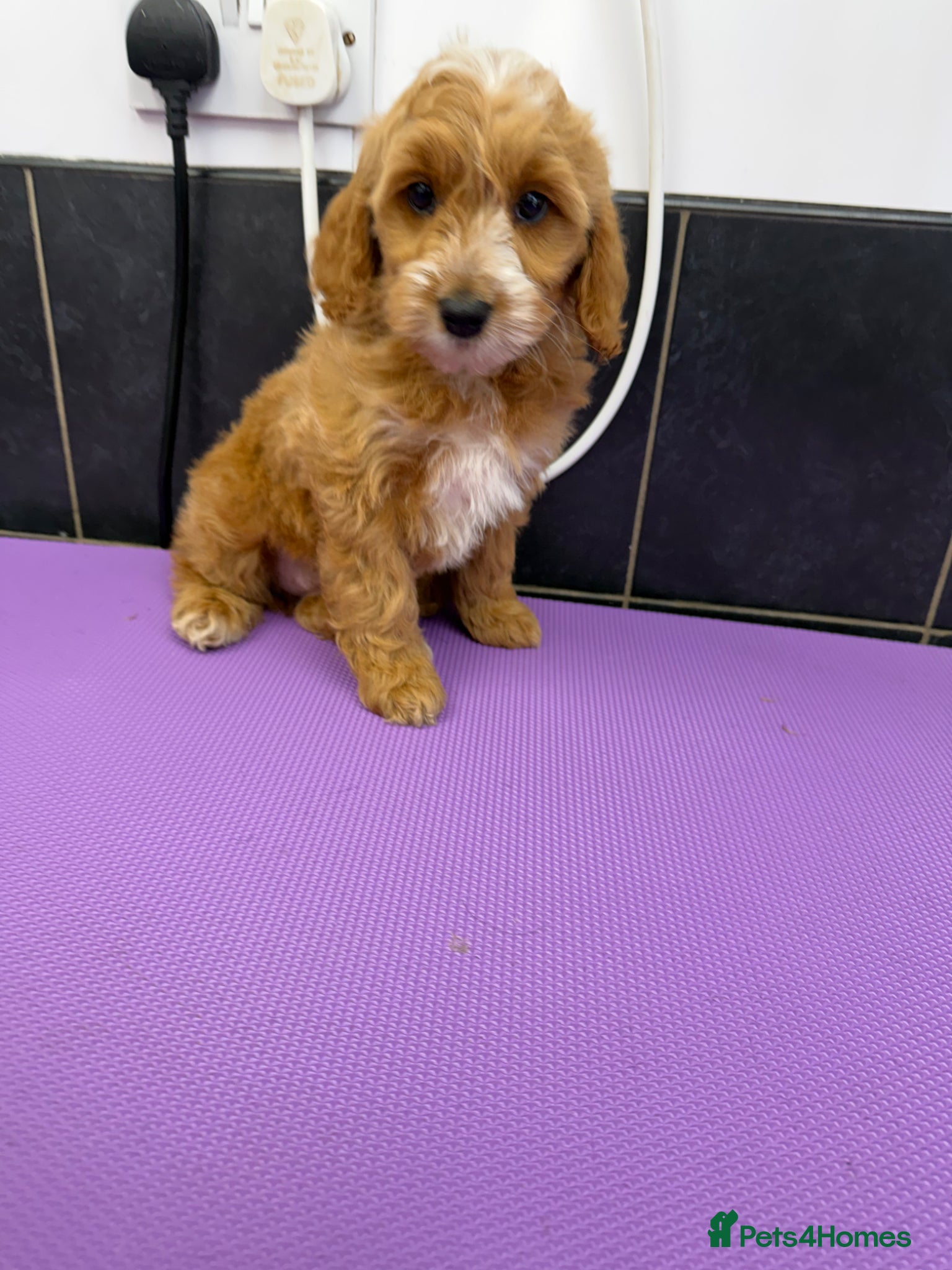 Cockapoo dogs Beautiful F1 Show Type Toy Cockapoo Pups  - Advert 1