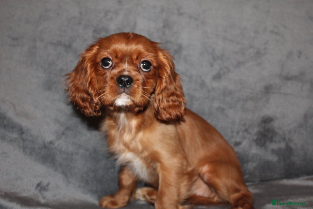Cavalier King Charles Spaniel dogs for sale: Gorgeous Cavalier King Charles Spaniel Grirl - Image 4