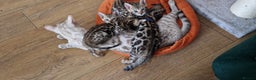 Bengal cats for sale: Beautiful kittens 🥰 - Advert 20