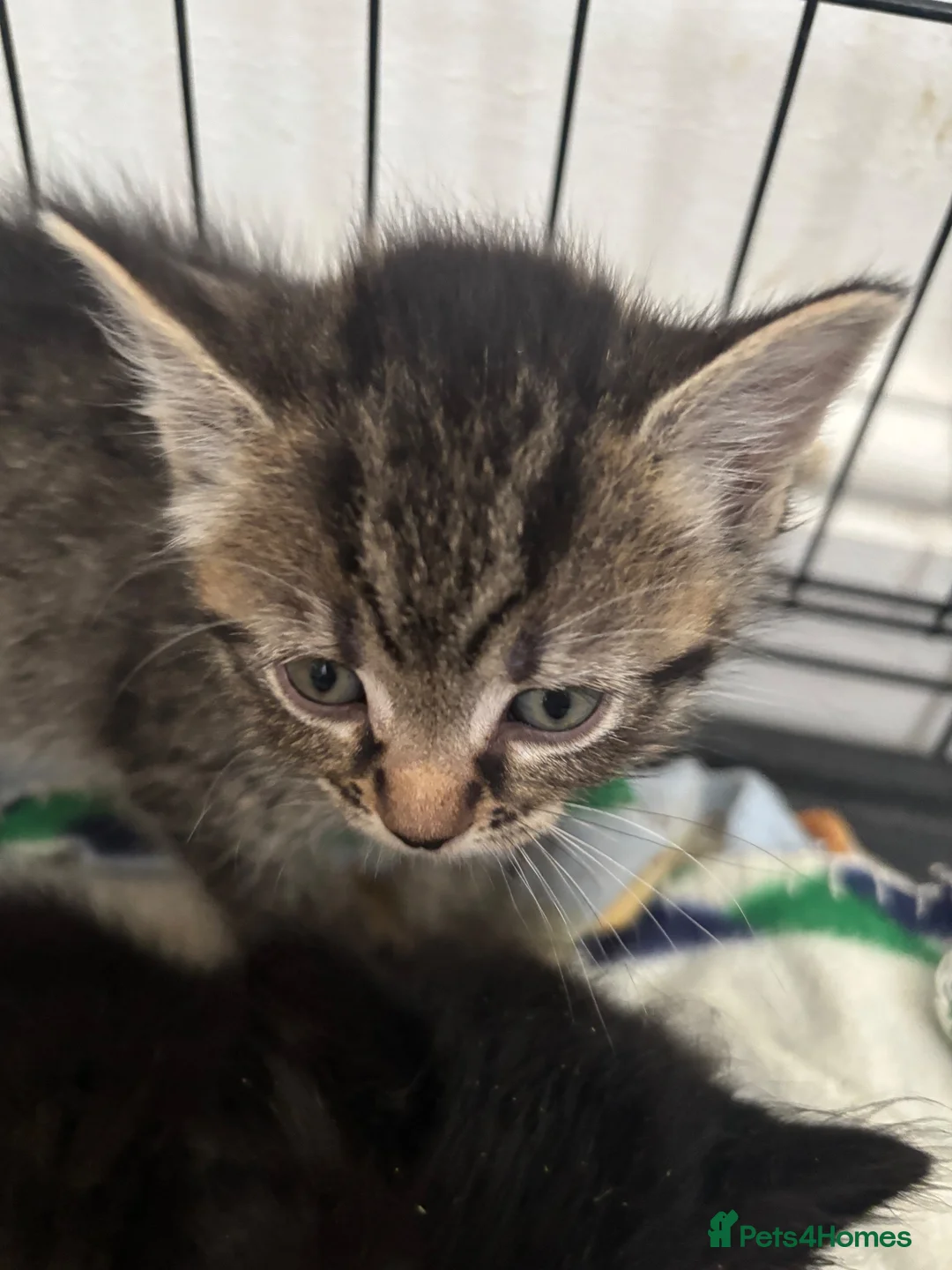 Mixed Breed cats for sale: Kittens  - Advert 7