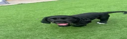 Cocker Spaniel dogs for sale: Black working Cocker Spaniel male - Advert 7