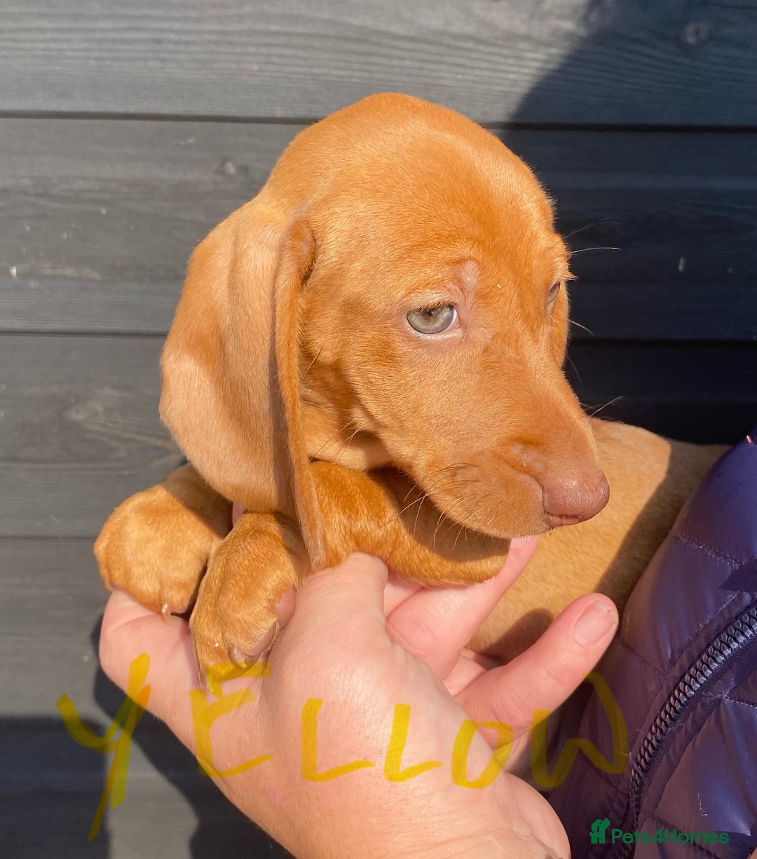 Miniature Dachshund dogs for sale: Quality Dachshund puppies - Image 21