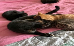 Mixed Breed cats for sale: Beautiful kittens available  - Image 12