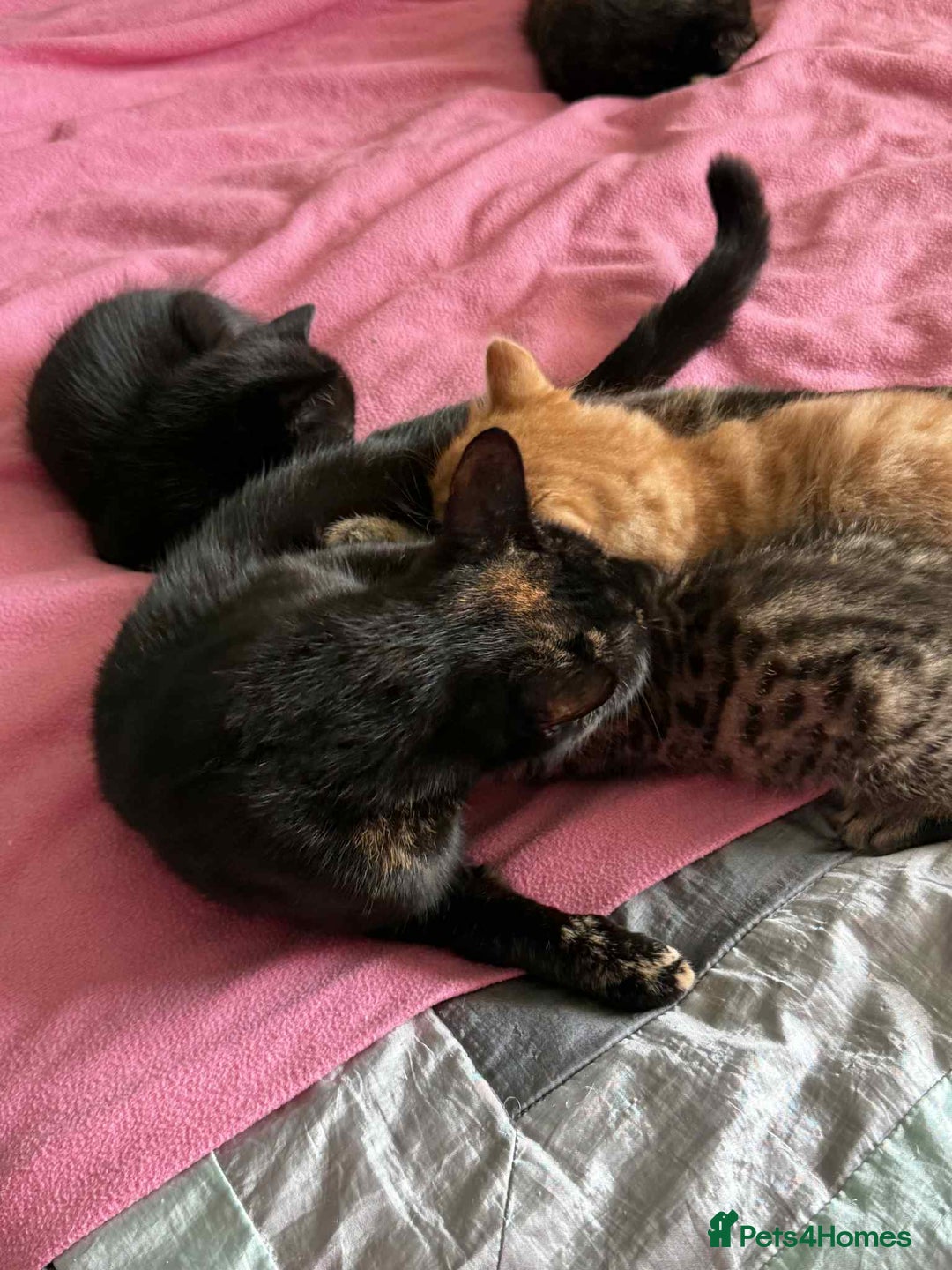 Mixed Breed cats for sale: Beautiful kittens available  - Image 12
