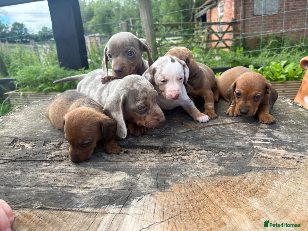 Dachshund dogs for sale: Beautiful Dachshund pups in Whitby - Advert 1