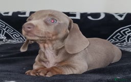 Dachshund dogs for sale: Gorgeous Mini Dachshund puppy's  - Image 16