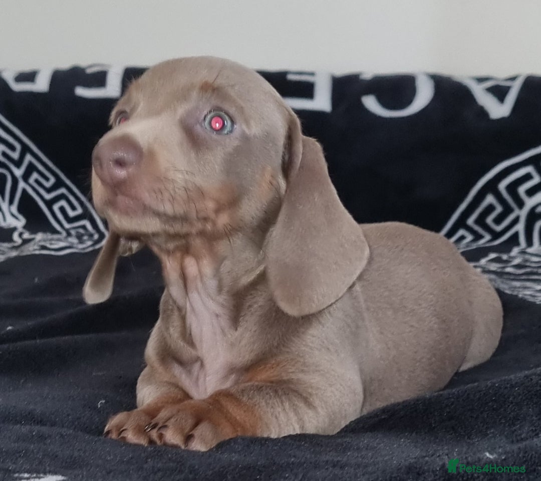Dachshund dogs for sale: Gorgeous Mini Dachshund puppy's  - Image 16