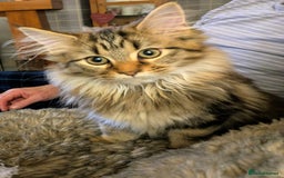 Maine Coon cats for sale: Beautiful female Maine coon kittens available - Image 5