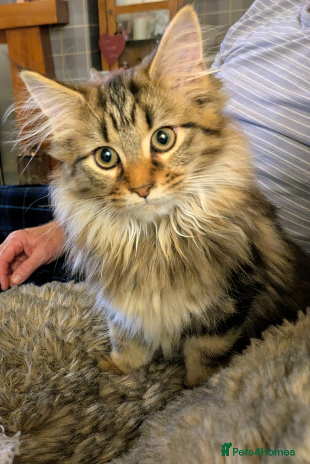 Maine Coon cats for sale: Beautiful female Maine coon kittens available - Image 5