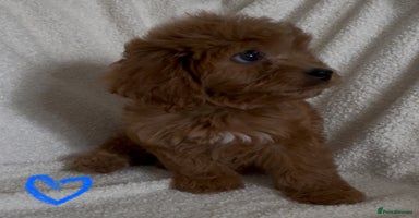 Cavapoo dogs - Advert 3