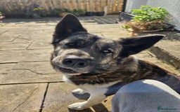 Akita dogs for sale: Beautiful Akita puppies - Image 2