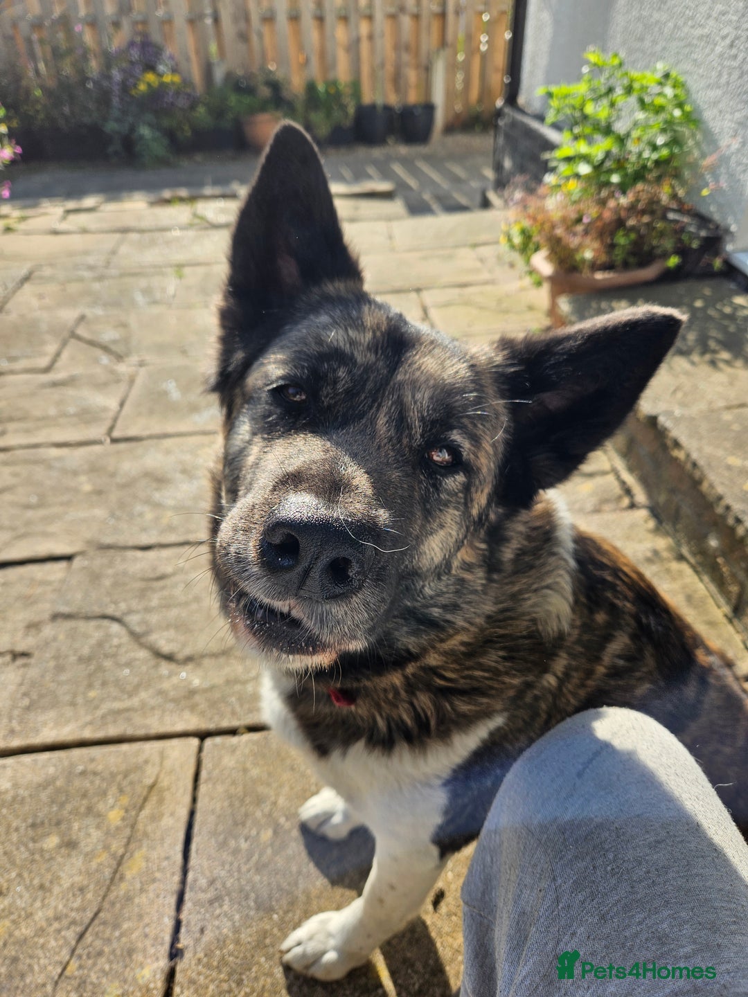 Akita dogs for sale: Beautiful Akita puppies - Image 2