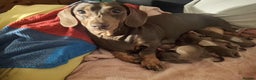 Dachshund dogs for sale: Gorgeous brown and tan dachshund puppies   - Advert 1