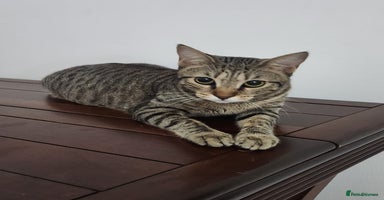 Mixed Breed cats - Advert 2